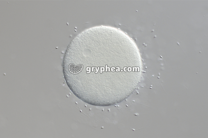 Fécondation chez l'Oursin (Sphaerechinus granularis) x100 - gryphea.org